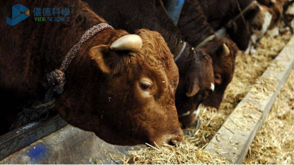 飼料中重金屬影響牧畜健康，智能石墨消解儀分析其含量